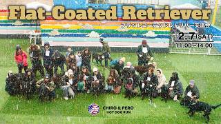 【Flat-Coated Retriever】フラットコーテッドレトリバー交流会