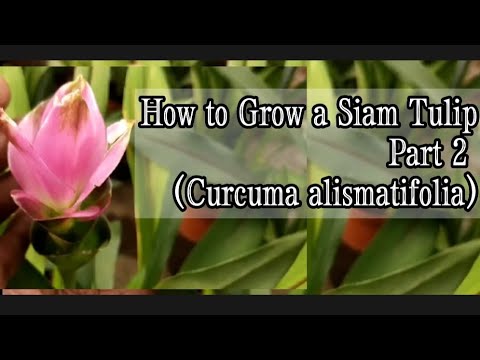 Видео: Curcuma Alismatifolia - Выращивание сиамских тюльпанов