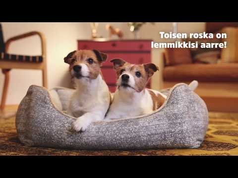 Video: Koiran herkkuja valmistettu naudanlihasta