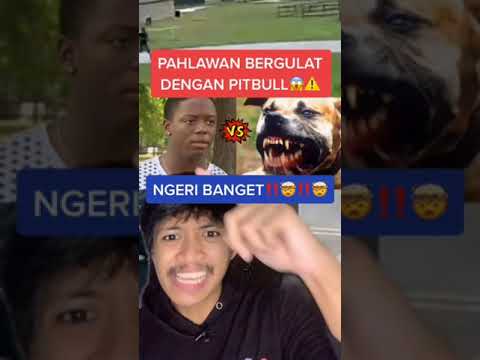 Video: Pahlawan Anjing Pit Bull