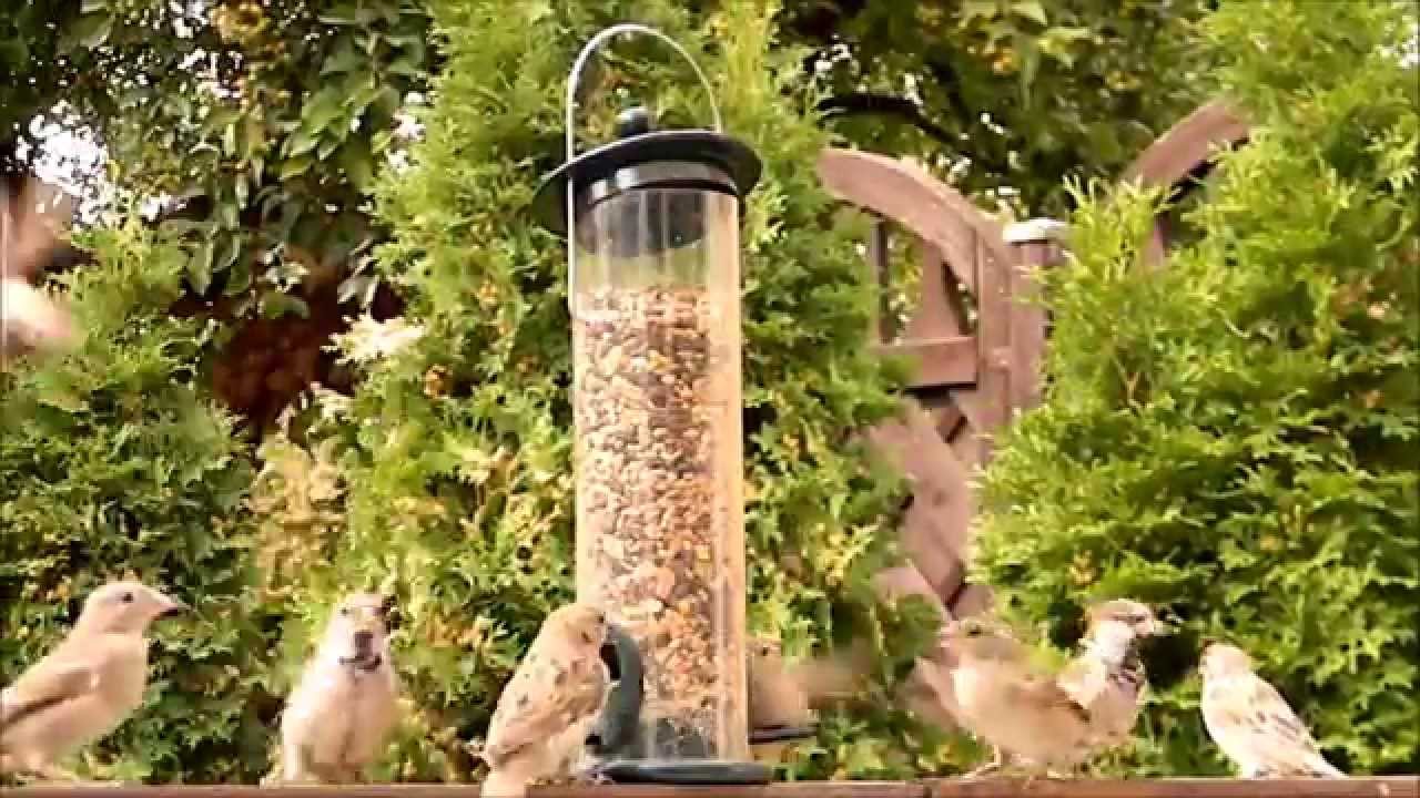 Vogelfutter Auffangschale, Hänge Hoop Plattform Produktbild-Vorschau 11