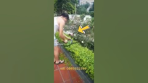 máy tỉa tán lá cắt cỏ nhật