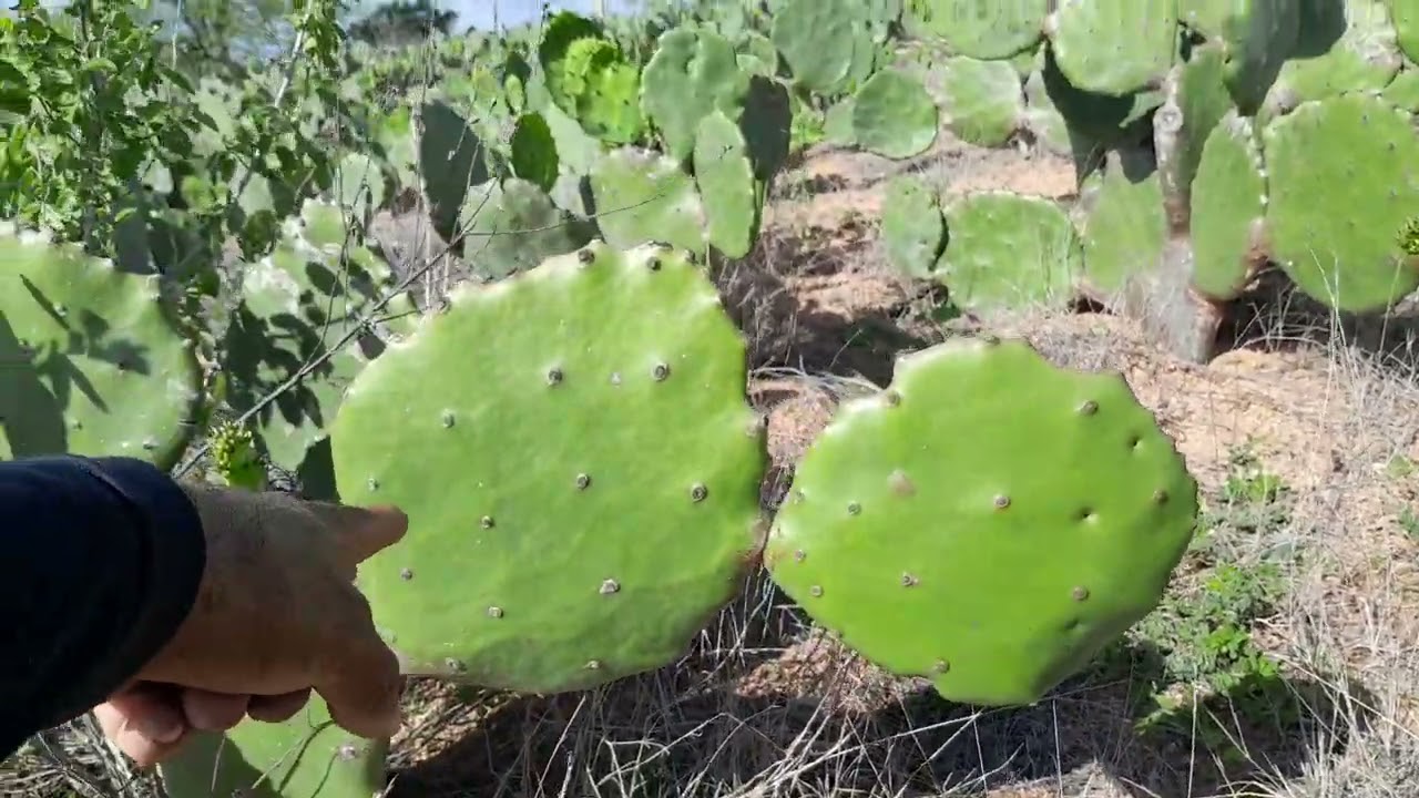 Como está minhas palmas 
