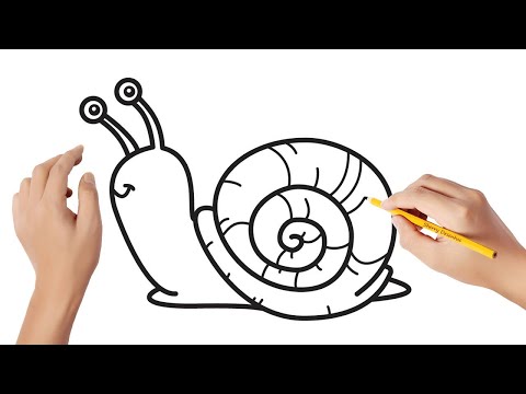 Vídeo: Como Desenhar Um Caracol