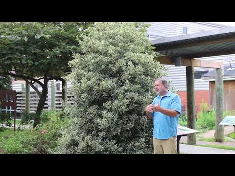 Video: English Holly Plant Care - Suggerimenti per coltivare gli agrifogli inglesi nel paesaggio