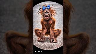 Funny Monkey Comedy 😂 | Crazy Funny Moments | Viral Shorts #funnyvideo #comedy #viral #crazymonkey