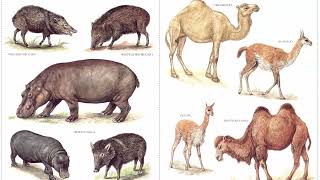 Download Lagu Longman Complete Animals Nasirunkhan Library MP3