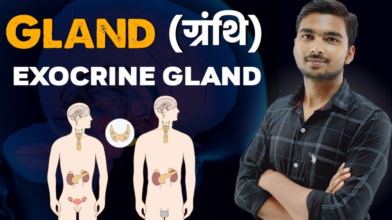 What is Exocrine and Endocrine Glands | Glands of the Human Body in ...