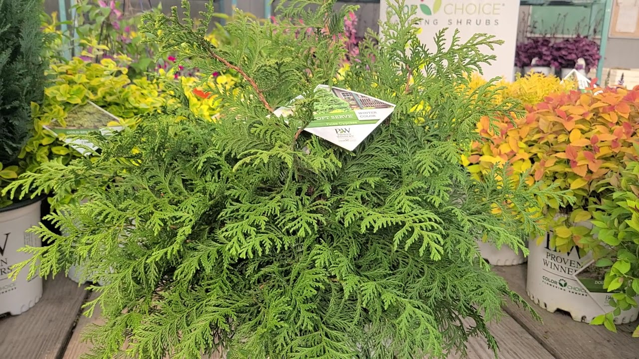 Soft Serve® False Cypress (Chamaecyparis) // A Shapely Evergreen with Softly Textured Foliage