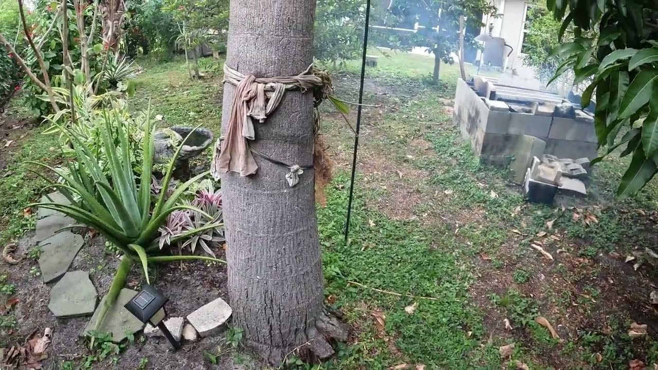 Filipino Yard In Florida With Birds