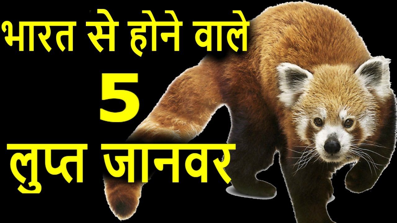 भारत से होने वाले 5 लुप्त जानवर | Top 5 Endangered species of india I lupt  janwar I Indian Animals - YouTube