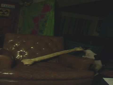 Charleigh, the Toy Fox Terrier Angry at His Bone