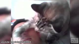 Кошки будят хозяев Кошки будят хозяев