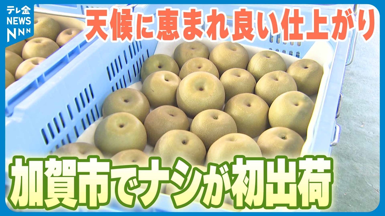 【石川ナシのトップ切って】早生品種「愛甘水」が初出荷 甘く歯ごたえのある仕上がりに
