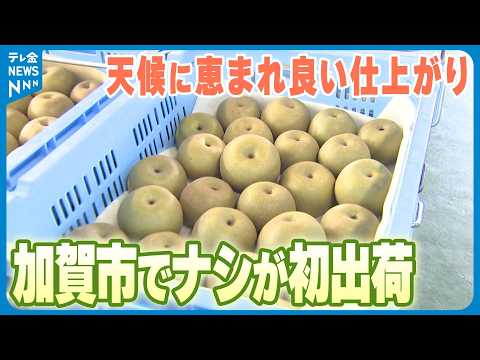 石川ナシのトップ切って】早生品種｢愛甘水｣が初出荷 甘く歯ごたえの
