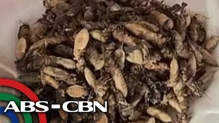 Bandila: Nakakain ka na ba ng camaru ng Pampanga?