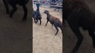 The sheep make dramatic movements