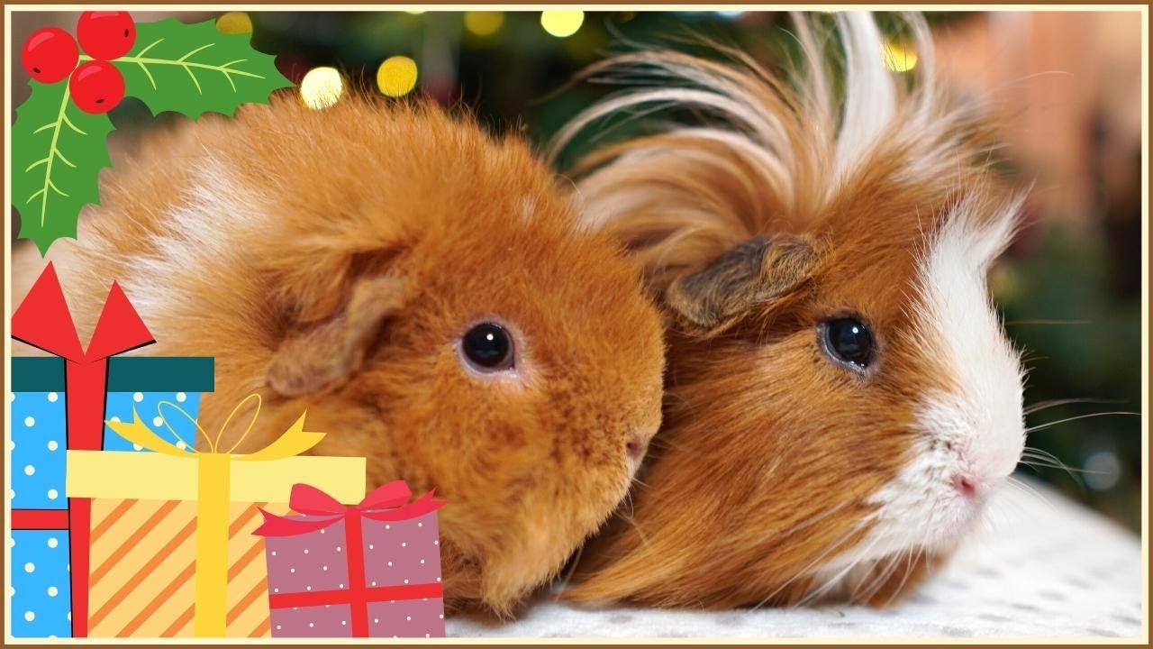 What are the guinea pigs getting for Christmas?! Pigmas Vlog 2021