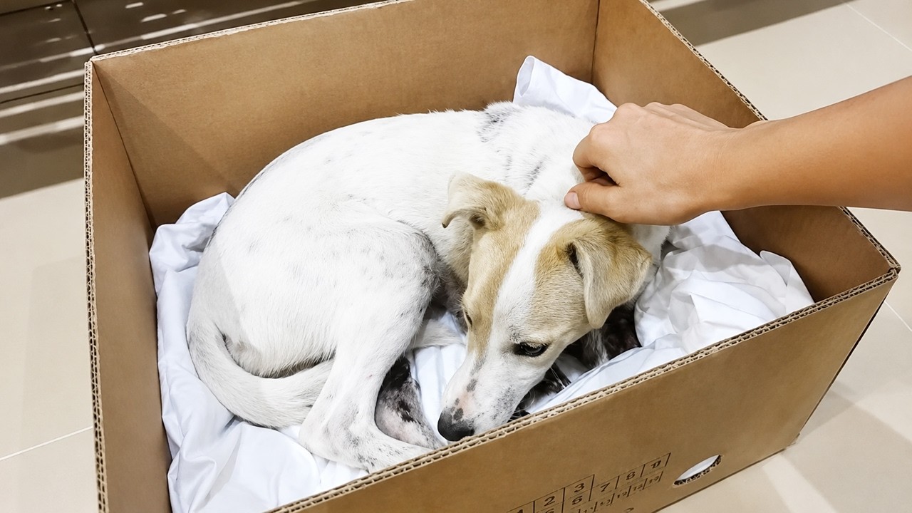 From a Fragile Beginning to a Beautiful Future this Puppy Never Gave Up on Tomorrow
