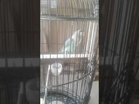 Melatih burung biar gacor