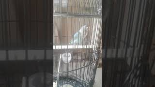 Melatih burung biar gacor