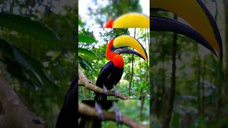 Phoenix of the Earth #phoenix #animals#Phoenix Bird screenshot 1