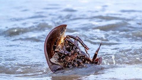 Horseshoe crab shows how to turn itself over if it gets flipped on its back