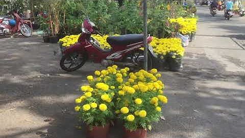 Chợ hoa  xuân phường mỹ phú tp cao lãnh đồng tháp (ngày 29/12 tết ) phần 1