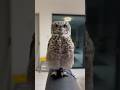 ひゅうまくんだけずる〜いww なアメワシーズ#フクロウ #owl