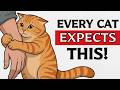 The Unspoken Rules Cats Expect You to Follow.....