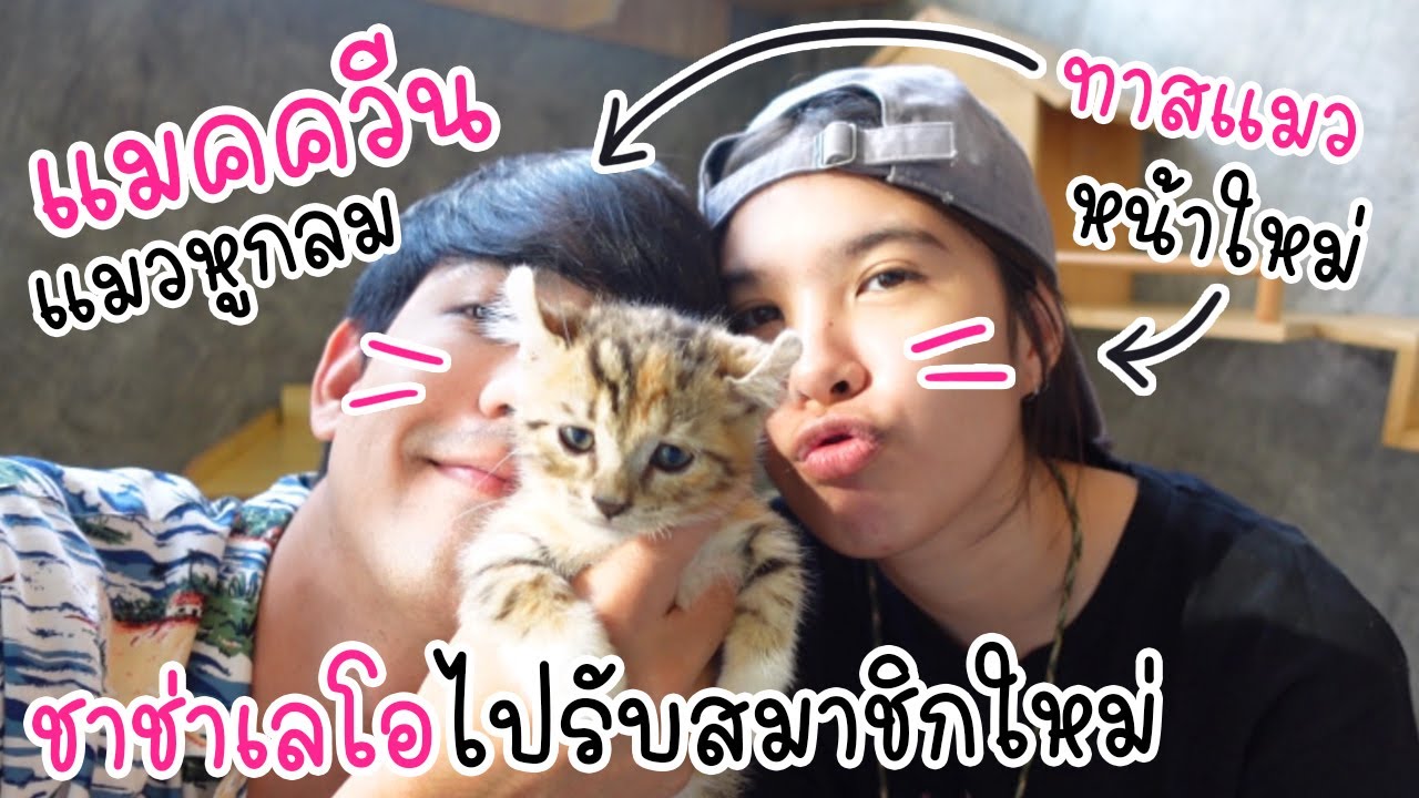 พาไปรับลูกสาวคนใหม่ !! แมวคินคาโล ขาสั้นมาก !!
