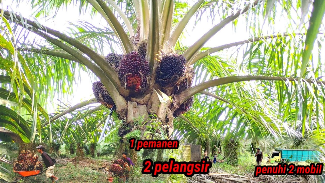 satu pemanen lawan 2 pelangsir hasil 11ton 537kg lempoh