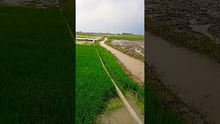 Khet Khaliyano Me Hare Maidano Me villagelife kheti nature Please Support Me 