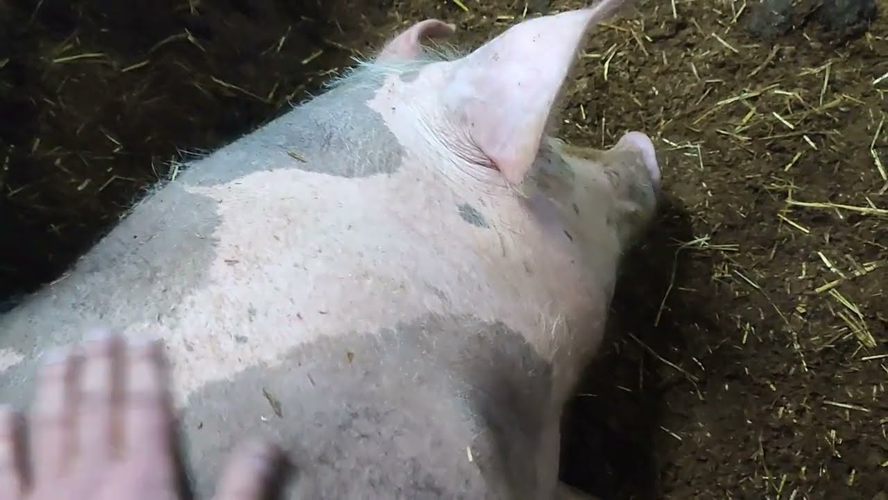 Заботы и мысли свиновода.      #свиньи #свиноводство #свинарник #свиноматка #поросята #опорос #хряк 