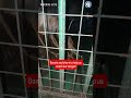 Abused Bear Has Suffered Extreme Cruelty #bears #animals #animalrescue