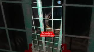 Abused Bear Has Suffered Extreme Cruelty #bears #animals #animalrescue