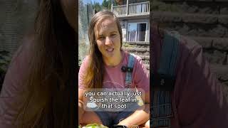 How To Deal With Leaf Miner?