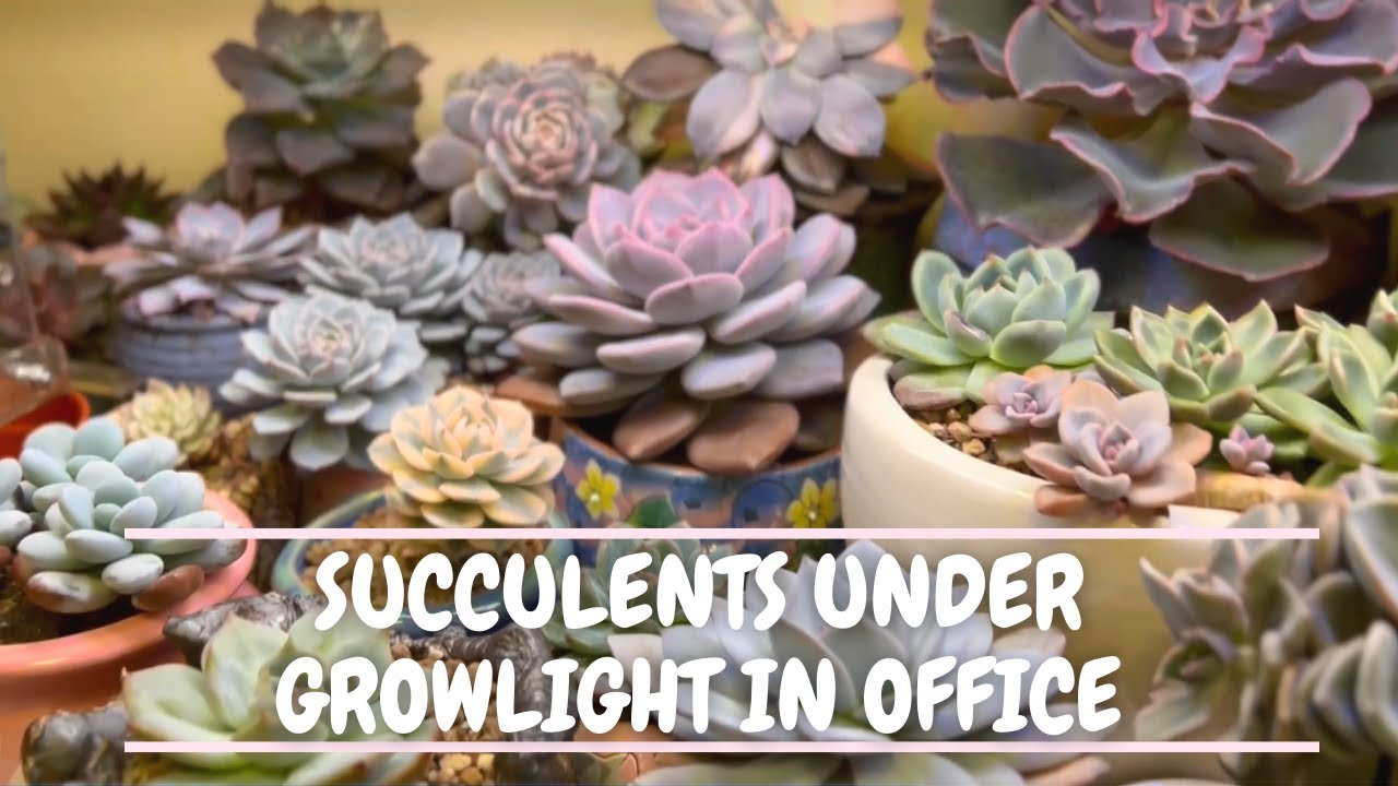 Succulents in office