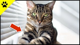 Never Do THIS When You Leave Your Cat ALONE 💔 by KittyTV 1,077 views 8 days ago 2 minutes, 38 seconds