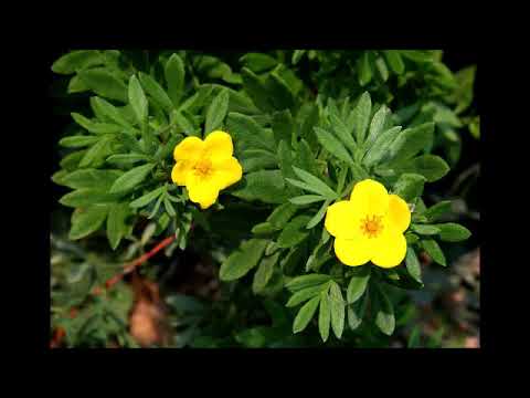 Vidéo: Potentille à Fleurs Dorées