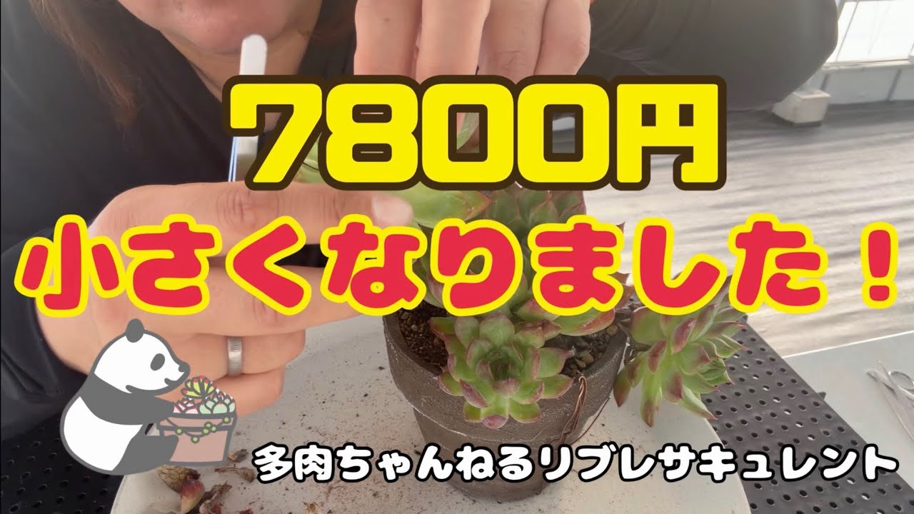 Succulents] My $7,800 plant has shrunk! - YouTube