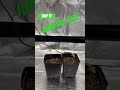Day 11 Amnesia Haze