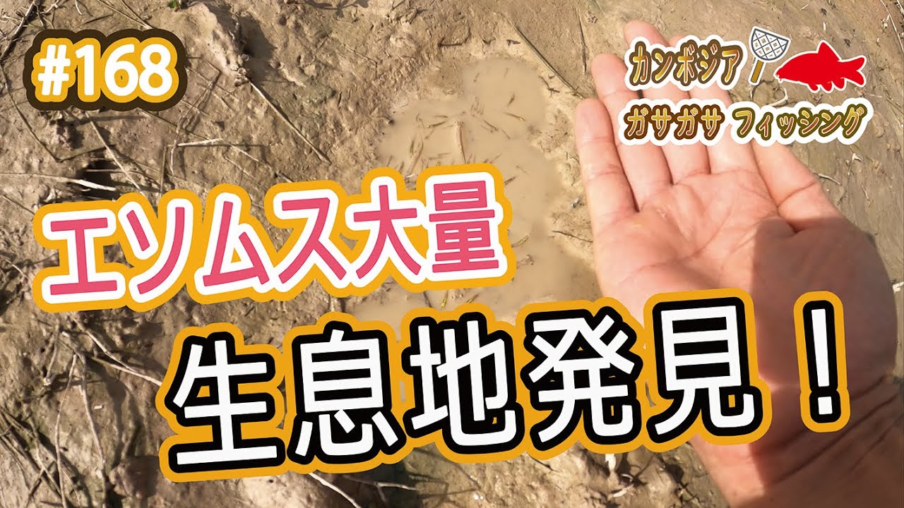 カンボジアの魚伝説２ コーラでガサガサ コーラとメントスで魚を採る伝説を検証 Youtube