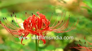 Nerine Lycoris Lily Hell flower or Red Spider Lily Gardenia with Hoverflies Dead