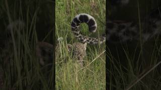 Cutest Leopard Cubs 