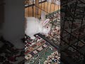 Oops! Bunny mofu did it again today! 😁 #うさぎ #かわいい #可愛い #ふわふわ #cute #rabbit #rabbit #fyp #viralvideo