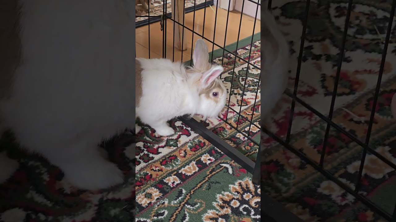 Oops! Bunny mofu did it again today! 😁 #うさぎ #かわいい #可愛い #ふわふわ #cute #rabbit #rabbit #fyp #viralvideo