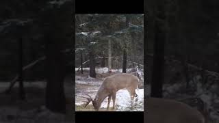 Олень, которого я так долго ждал 🦌🔥 #deerhunting #buck #bigbuck #bowhunting #hunting #whitetail
