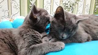 Два кота! Два брата! Как живут два кота в одном доме? Два кота! Два брата! Как живут два кота в одном доме?