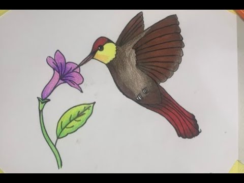 How to Draw Hummingbirds: Easy Steps for Stunning Artworks
